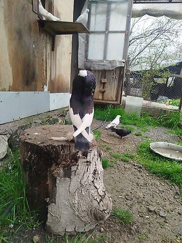 dekorativ göyərçin: Cins: Şişin sinəli, tüklü pəncəli göyərçin . super damazliq şişman — 3
