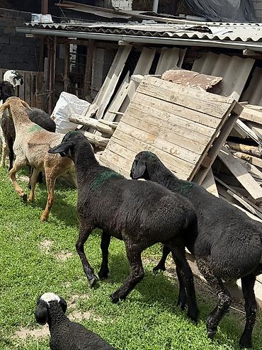 Баран, овца: Продаю | Овца (самка), Ягненок, Баран (самец) — 30