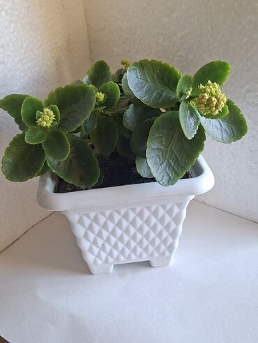 Otaq bitkiləri: Kalanxoe gülü. Satış — 5