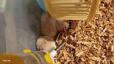Gəmiricilər: Qum rəngli xəzli balaca hamsterlər(Suriya) - Növ: dekorativ hamster — 2