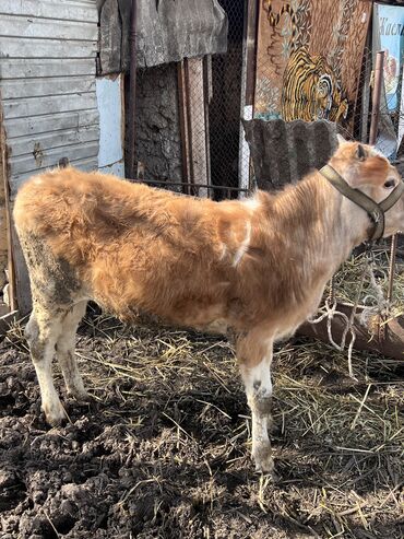 дойная корова купить: Продаю | Музоо, торпок | Алатауская | Для разведения