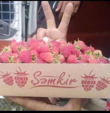 Şitillər: Isdenilen sort var sadece zeng edin catiraq — 2