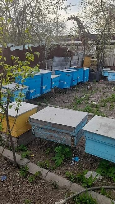 ana ari satışı: Karnika sort.arı ailəsi satılır 10 Rakkada. Mingəçevirdədi.təcili — 1