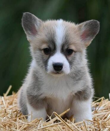 Psi: Velški korgi Welsh Corgi Pembroke Odgajivačnica Royal Ramonda FCI — 9