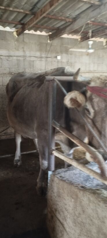 Коровы, быки: Продаю | Бык (самец) | Швицкая | Осеменитель — 10