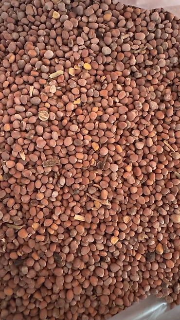 Toxumlar: ✨ 4 Mövsüm ✨ 🌱 Artıq evinizdə və bağçanızda təbii, dərmansız və — 5