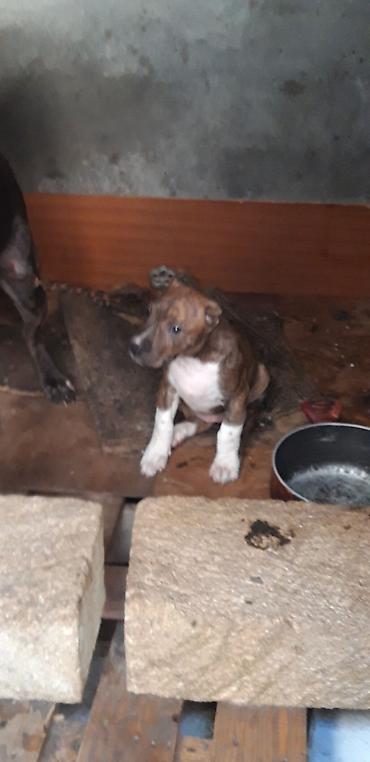 kangal itləri: Pitbul, 2 ay, Dişi, Peyvəndli — 3