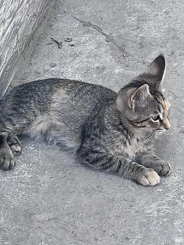 scotish fold: Котята, домашние, короткошёрстные. Описание:мать породы Мейн кун — 3