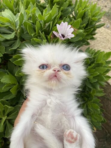 Pişiklər: Fars — 9