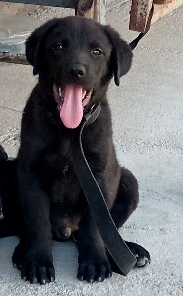 labrador satışı: Labrador-retriver, 2 ay, Erkek, Peyvəndli, Ünvandan götürmə