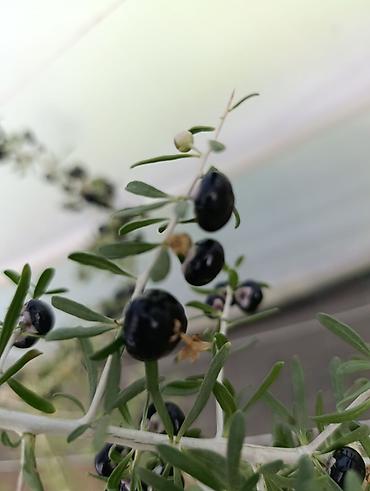 stilsko: Sveže ubrane bobice crne goji (Black Goji – Lycium ruthenicum) - — 6