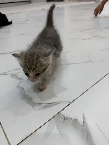 кошки серые: Котята, домашние. Пушистые малыши с мягкой шерстью: один тёмный — 5