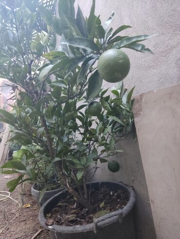 arpa toxumu satışı: Agaclar limon🍋 mandalin apersin kinkan fexo diger agaclarda mövcudur
