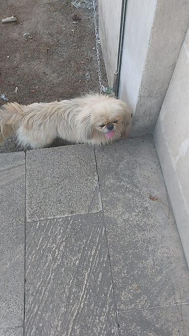 ucuz itleri: Pekines, 1 il, Erkək, Peyvəndli, Ünvandan götürmə, Ödənişli çatdırılma, Rayonlara çatdırılma — 1