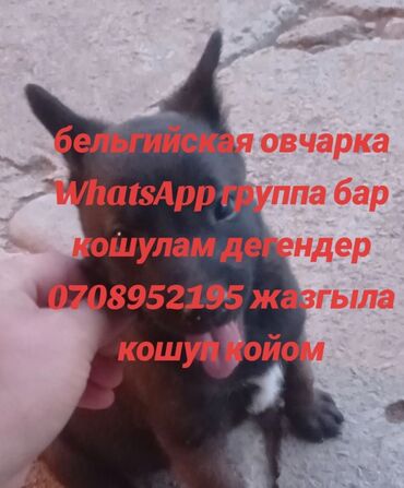 где можно купить телят симментальской породы: Бельгийская овчарка, 2 месяца, Самец, С прививкой