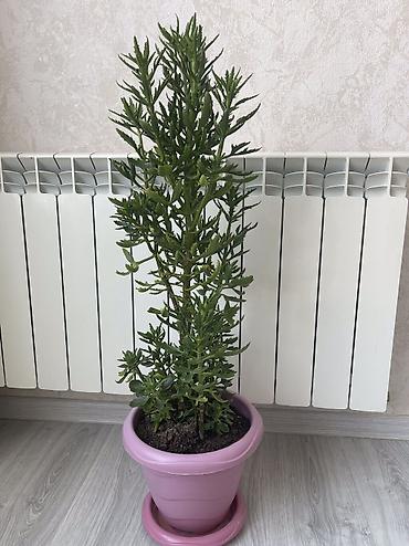 gubre: Otaq bitkiləri dəsti 1) Sukulent kol (qışa-davamlı tip, uzun şaquli — 2
