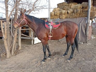 купить собаку овчарку: Продаю | Конь (самец) | Английская | Конный спорт