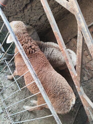Бараны, овцы: Продаю | Баран (самец) | Полукровка | На забой | Кастрированные at lalafo.kg — 4 Бараны, овцы: Продаю | Баран (самец) | Полукровка | На забой | Кастрированные — 4