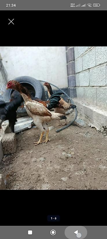 Куры, петухи: Продаю | Петух, Цыплята, Куры | Полубрама, Бройлерная, Суссекс | На забой, Для разведения, Несушки — 3
