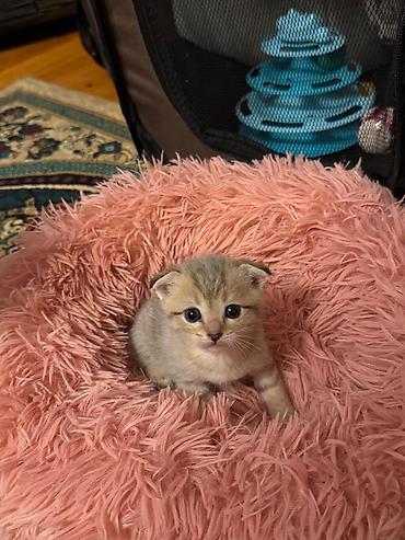 Pişiklər: Yaxşı əllərə — 8