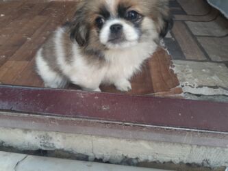 İtlər: Pekines, 1 ay, Dişi, Ödənişli çatdırılma — 12