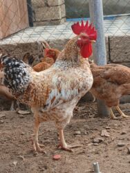 Коровы, быки: Məhsul: Xoruz Təsvir: - Güclü, iri bədən quruluşu, hündür daraq və