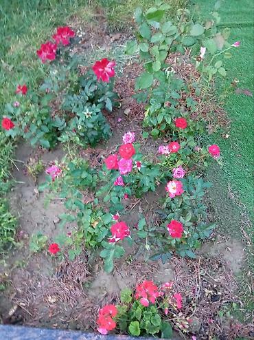 güllü tort: Floribunda 4 fəsillik həmişə yaşıl qızıl güllər satılır . bu qızıl — 9