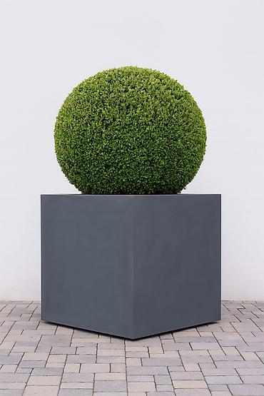 Digər bitkilər: Dibcekler — 10