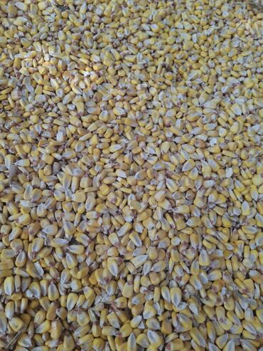 продам вольер для собаки бу: Продам кукурузу