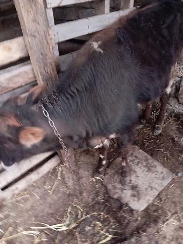 buzov satisi: Erkek danadir saxlanmali pul lazimdir deye satiram — 1