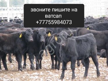 продаю телки: Продам телять порода ангус есть доставка