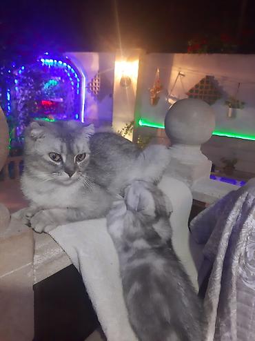 sort pişiklər: Sort pişik 1yaş 4ayliq — 3