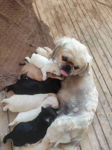 coban it adlari: Pekines, 1 ay, Erkek, Ödənişli çatdırılma