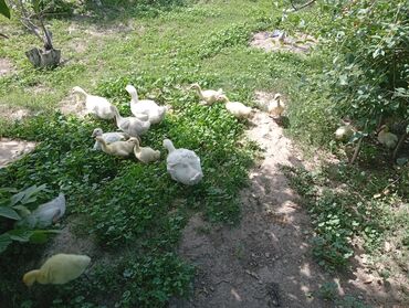 Птицы: Продаю гусят 8 штук им 13 дней по 550,гусята 6 штук им 5 июня будет