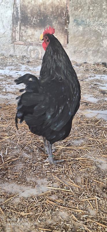 qaz farm: Xoruz, il: 1 — 9