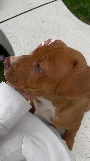 pitbull balaları: Pitbul, 2 ay, Erkək, Peyvəndli, Ünvandan götürmə — 7