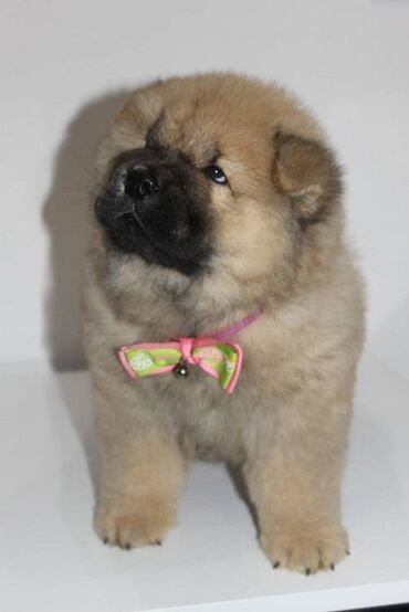 Psi: Stenci chow chow starosti dva meseca vrhunskog kvaliteta I potencijala — 4