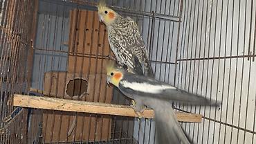 feniks quşu: Məhsul: Nimfa tutuquşuları (Cockatiel) cütü Xüsusiyyətlər: - Növ — 5