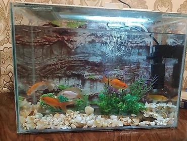 akvarium qiymetleri: Qızıl balıq, Sülhsevər — 9