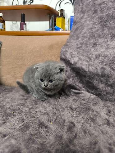 Кошки: Шотландская вислоухая — 3