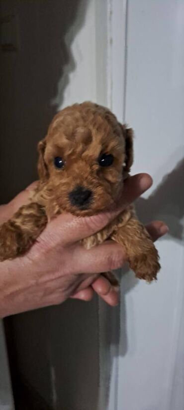 Psi: Prodajem stence toy i mini pudle.Dve zenke i jedan muzjak su crveni — 2