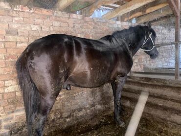 ящик для писем: Сатам | Жылкы (эркек)