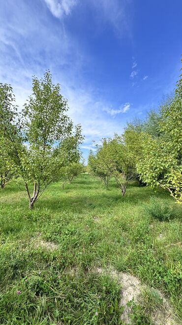 участки в сокулук: 400 соток