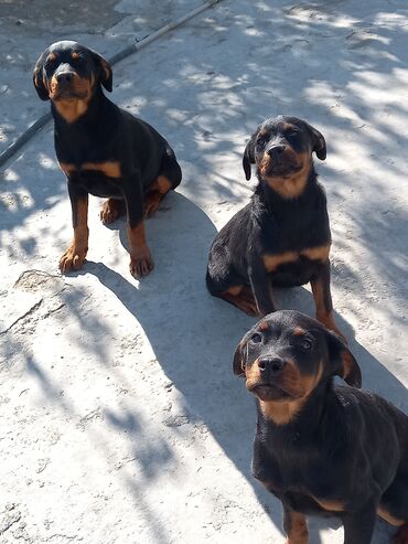 померанский шпиц цена в баку: Rotveyler, 3 ay, Dişi, Peyvəndli, Ünvandan götürmə