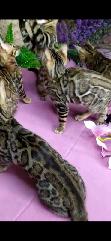 Продажа кошек: Бенгальские котята Проф.Питомник Бен Гла Мур предлагает.чудесных — 16