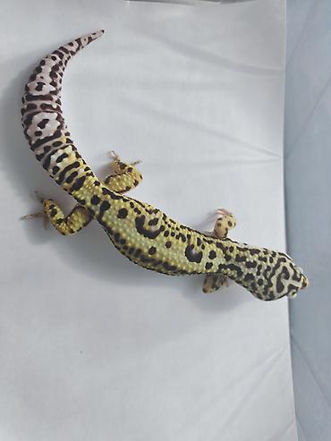 Зоотовары: Леопардовые гекконы (Eublepharis macularius) редких морф Элитный — 5