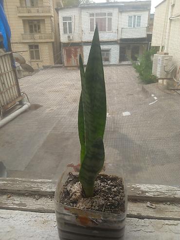 Комнатные растения: Sansevieria (Qayın dili) dekorativ otaq bitkisi - Bitki növü — 1