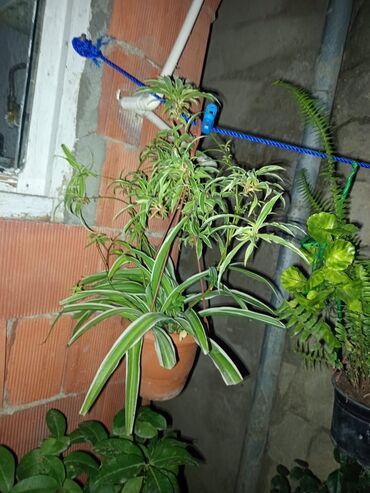 Otaq bitkiləri: Satışda müxtəlif saksı bitkiləri dəsti - Xrizantema (çəhrayı — 6