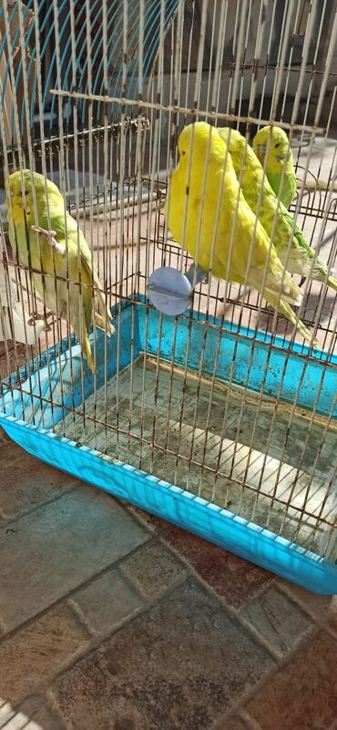 Tutuquşları: Salam vıstıfka ilə çexin qarışığı cütü 50 azn — 1