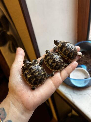 tap.az xacmaz heyvanlar: Kiçik tısbağalar satilir. Testudo hermanni boettgeri novudur Topdan